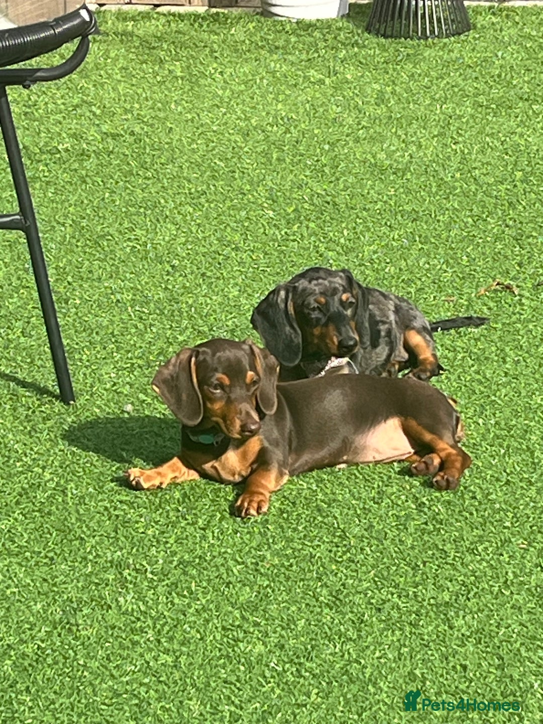 Miniature Dachshund dogs for sale: Chocolate & Tan Girl - Image 5