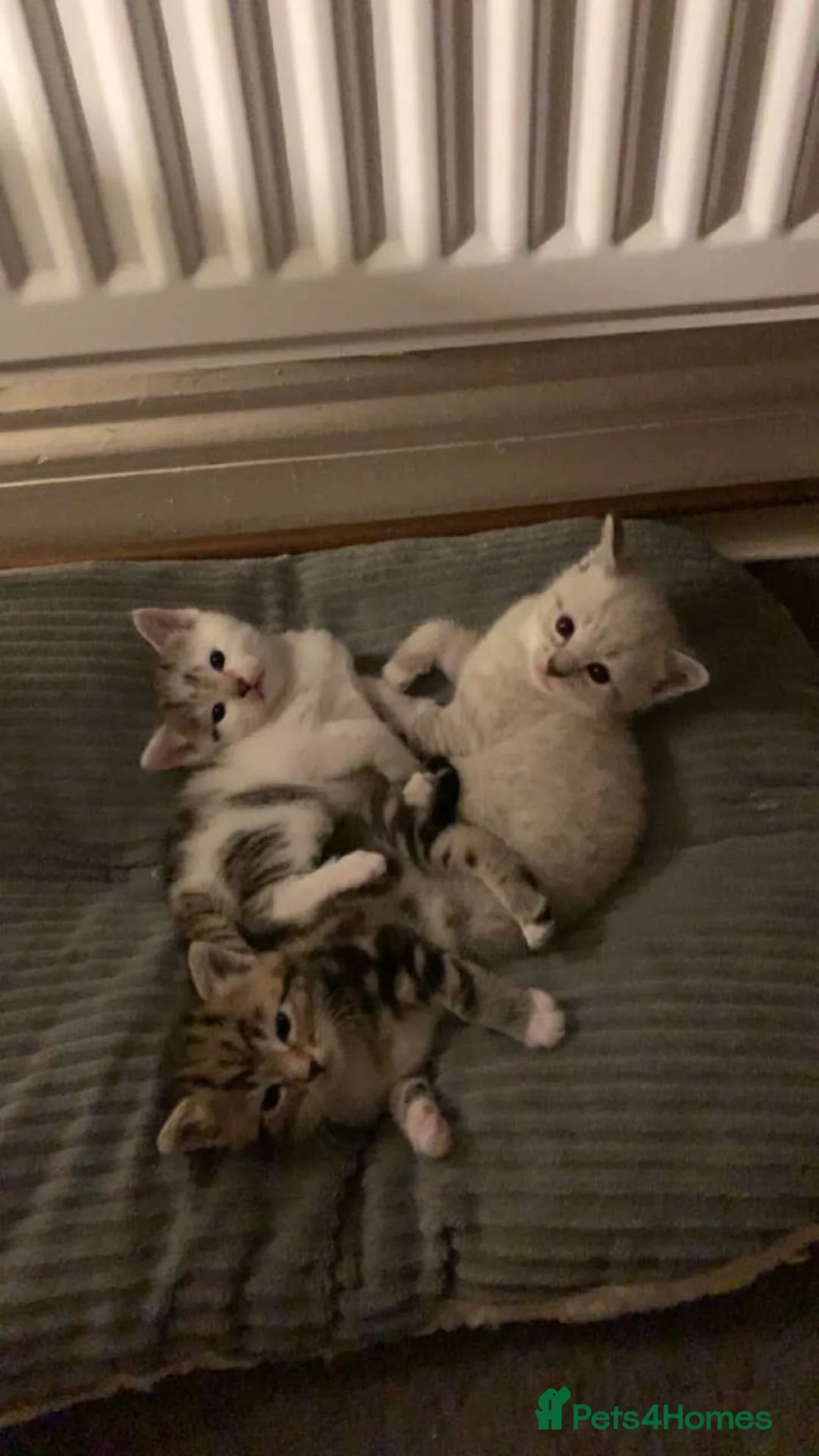 Mixed Breed cats for sale: White a gray cat for sale - Advert 14