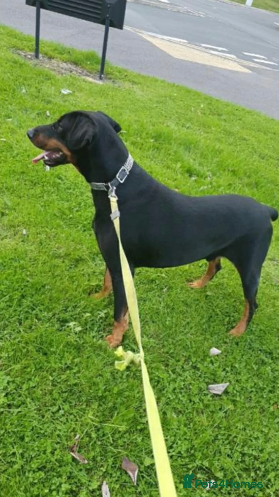 Dobermann dogs for stud: Doberman male in Bradford - Advert 2