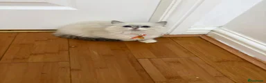 Ragdoll 6