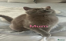 British Shorthair cats for sale: GCCF Registered British Shorthair Girl - Image 14