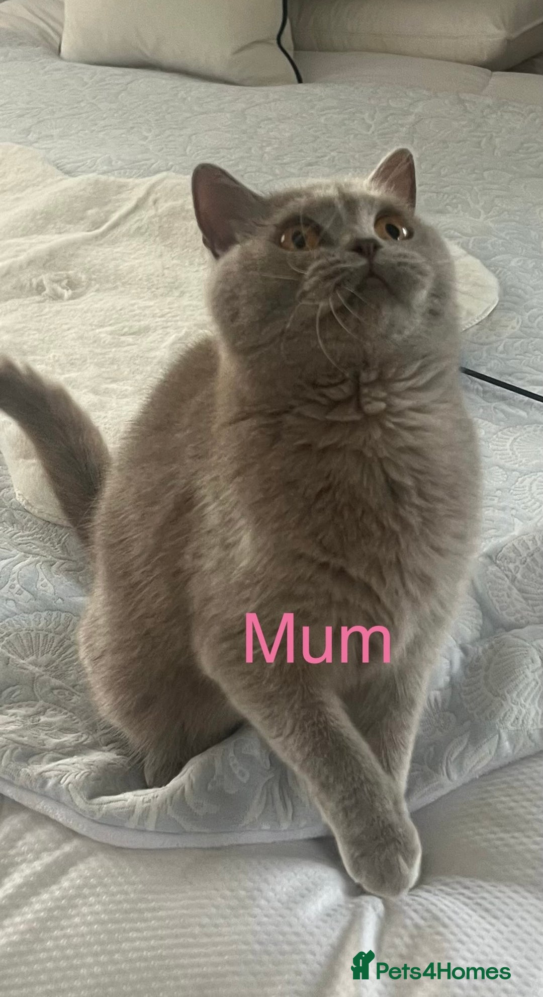 British Shorthair cats for sale: GCCF Registered British Shorthair Girl - Image 14
