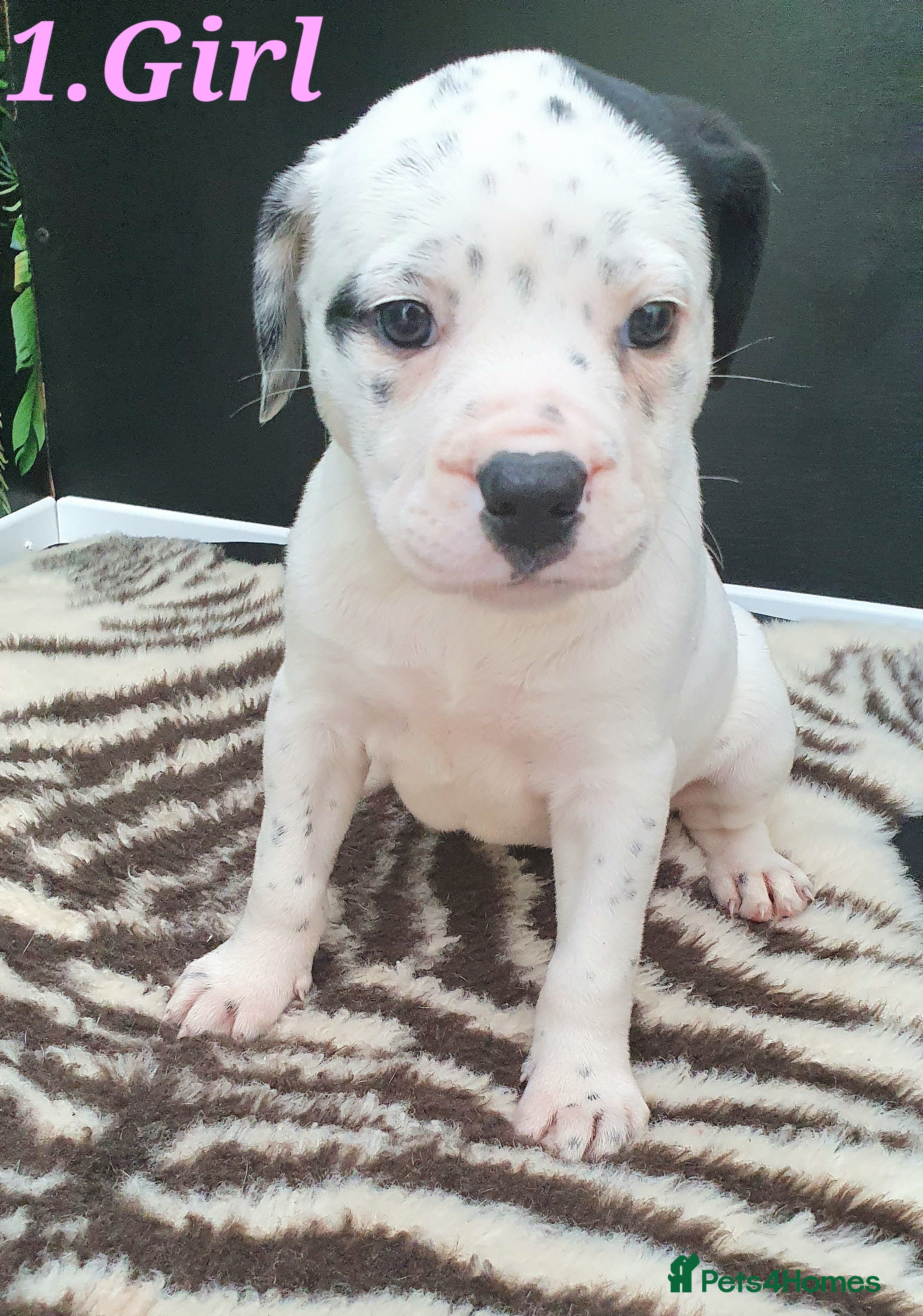 Mixed Breed dogs 5 Beautiful British cross American Staff pups - Advert 1