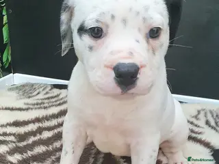 Mixed Breed dogs 5 Beautiful British cross American Staff pups - Advert 1