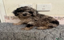 Cockapoo dogs for sale: Gorgeous F2b show type Cockapoo babies blue merles - Image 6