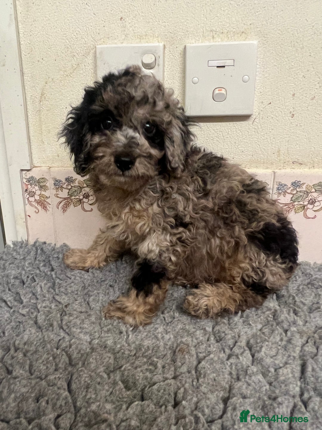 Cockapoo dogs for sale: Gorgeous F2b show type Cockapoo babies blue merles - Image 6