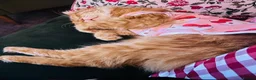 Mixed Breed cats for sale: Cherry in Birmingham - Advert 1