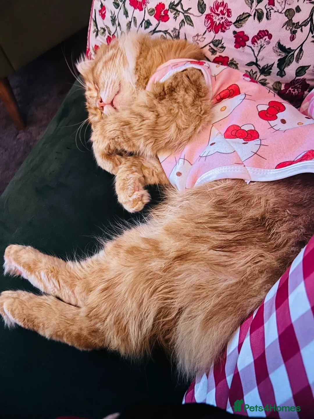 Mixed Breed cats for sale: Cherry in Birmingham - Advert 1