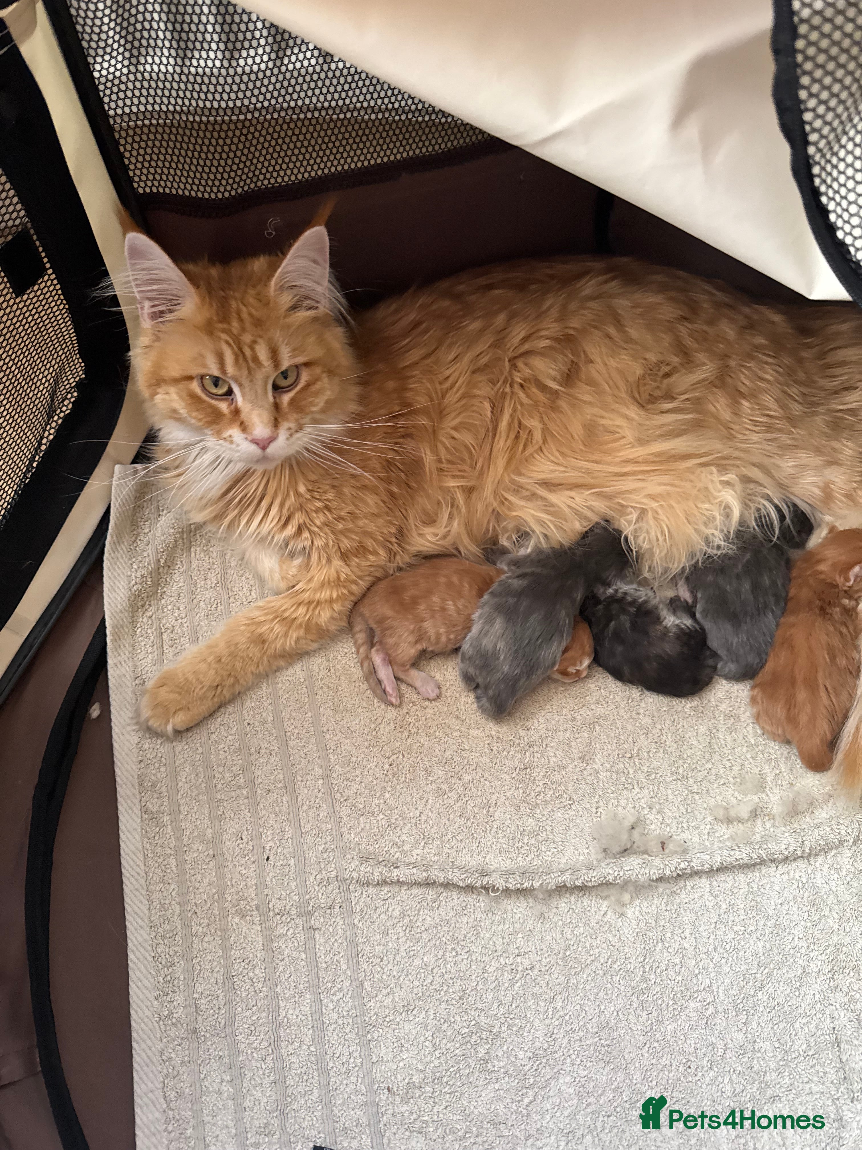 Maine Coon cats Five gorgeous mainecoon kittens - Advert 1