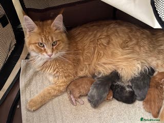 Maine Coon cats Five gorgeous mainecoon kittens - Advert 17