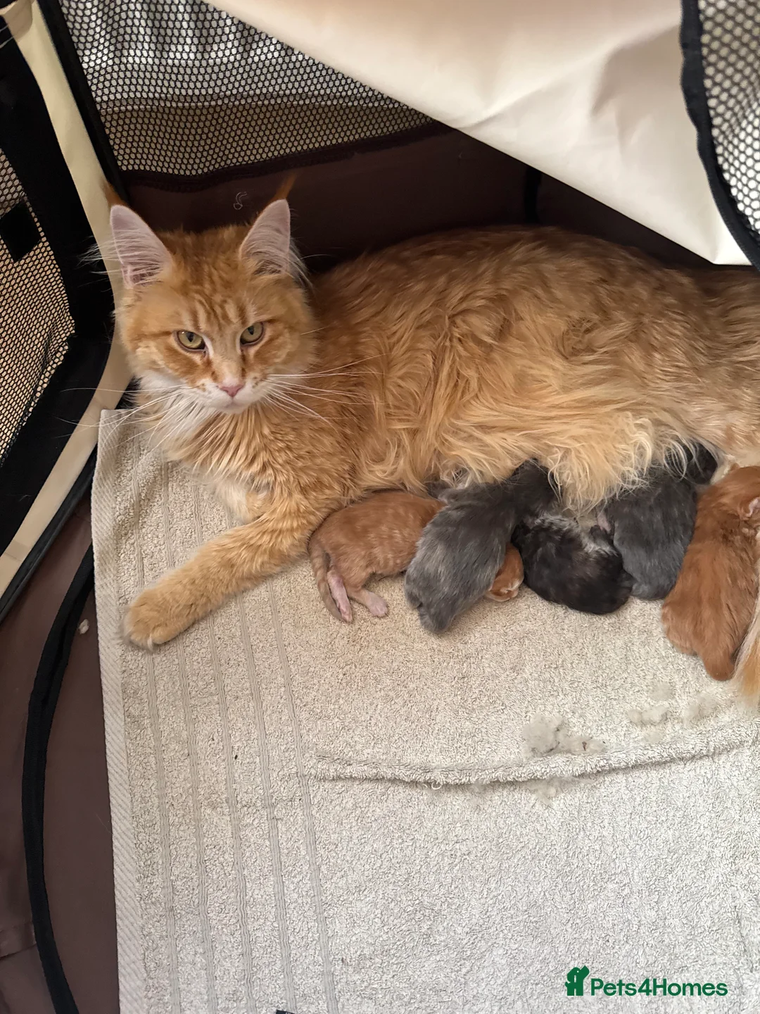 Maine Coon cats for sale: One blue tortie girl Mainecoon left  - Advert 1