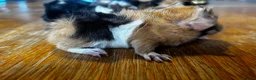 Guinea Pig rodents for sale: Beautiful girls handsomr boys - Advert 5