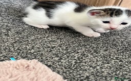 Mixed Breed cats for sale: Kittens - Image 3