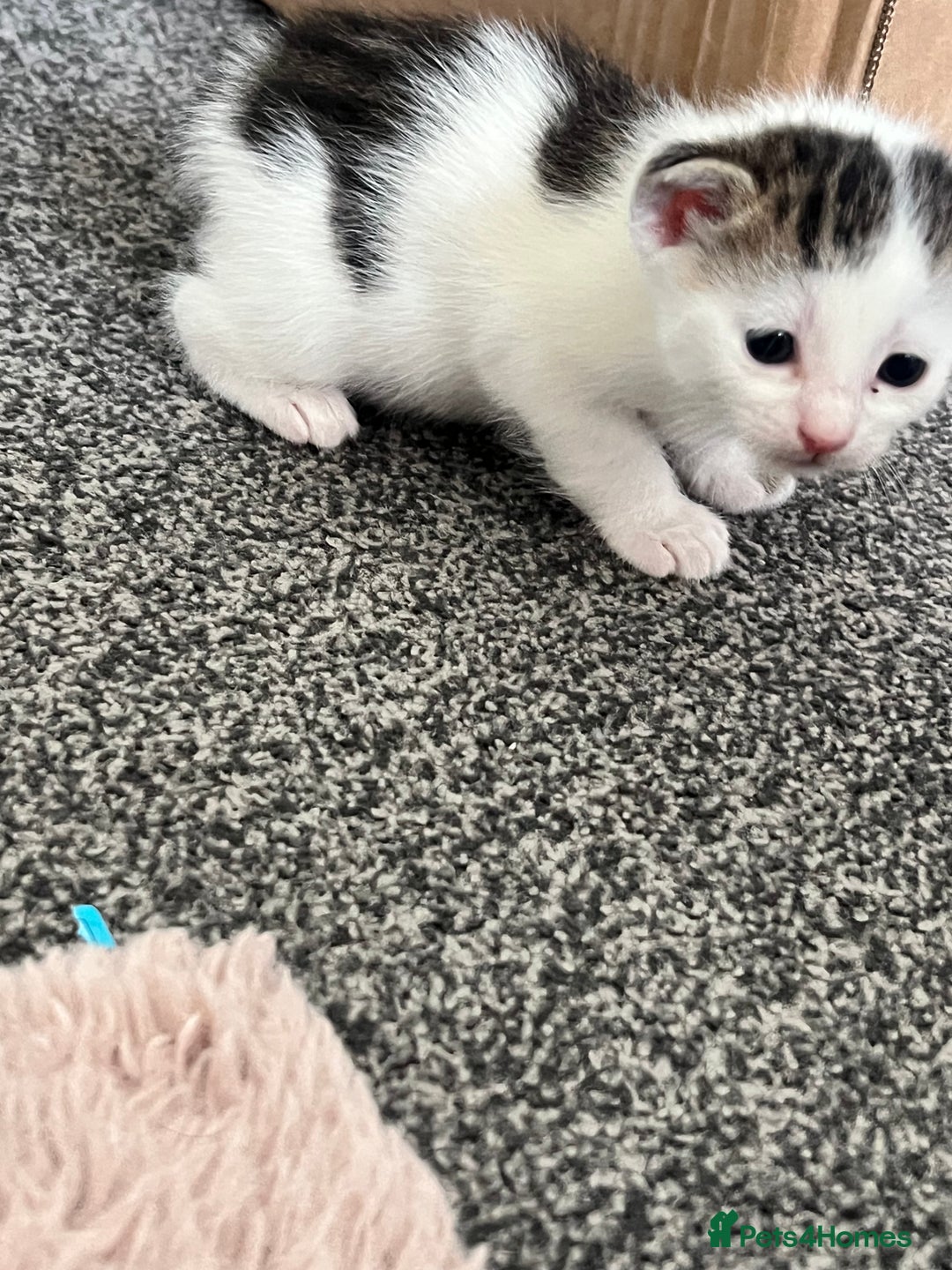 Mixed Breed cats for sale: Kittens - Image 3