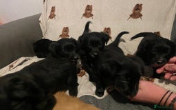 Mixed Breed dogs for sale: 🌟 Collie x Golden Retriever Puppies 🌟 - Image 2