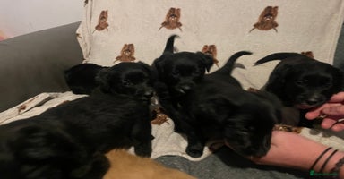 Mixed Breed dogs - Advert 7