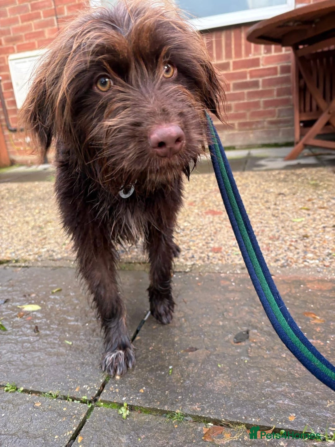 Mixed Breed dogs for adoption: Hazel - Norwich Norfolk  - Advert 8