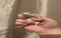 Rat rodents for sale: Rats looking for 5* homes only  - Image 7