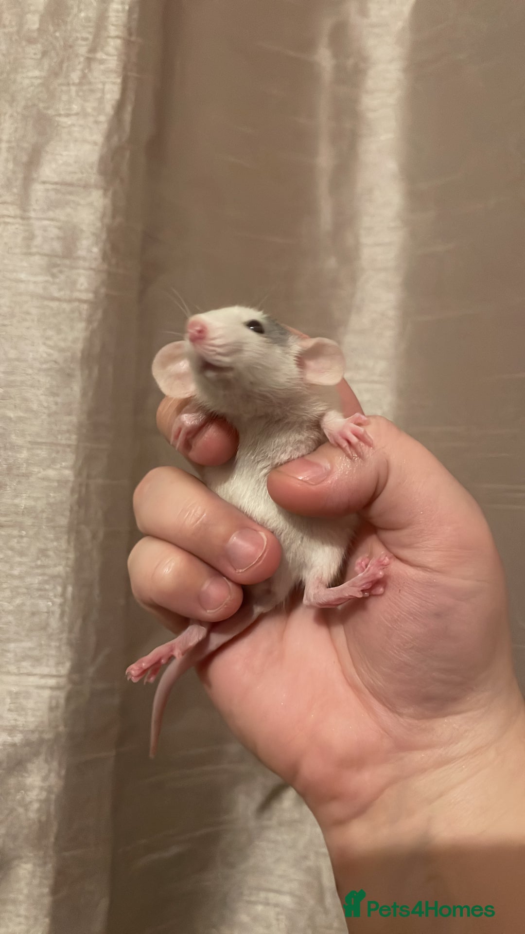 Rat rodents for sale: Rats looking for 5* homes only  - Image 7