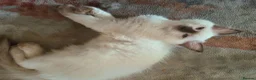 Ragdoll cats for sale: 2 beautiful fluffy ragdoll kittens - Advert 13
