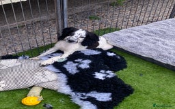 Cocker Spaniel dogs for sale: 5 cocker spaniels in Belvedere - Image 8