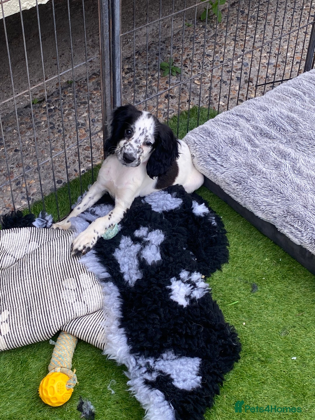 Cocker Spaniel dogs for sale: 5 cocker spaniels in Belvedere - Image 8