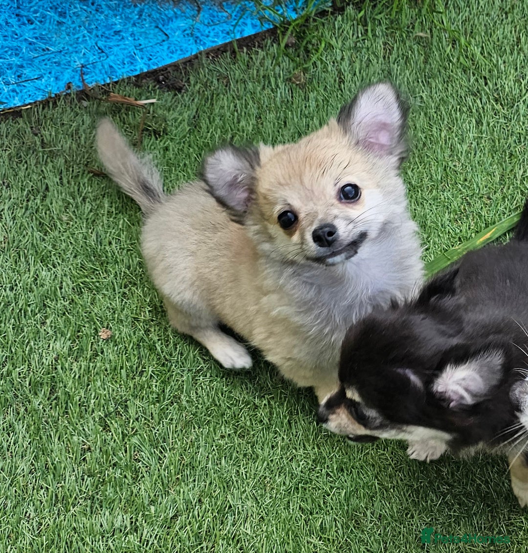 Chihuahua dogs for sale: Long coat Stunning K.C Reg. Puppies **READY NOW** - Image 13