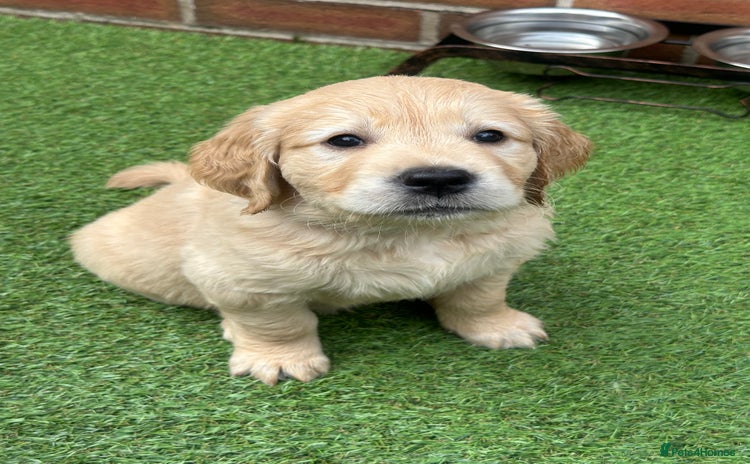 Golden Retriever dogs - Advert 13