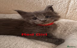 Maine Coon cats for sale: Purebred Blue Maincoon Kittens  - Image 24