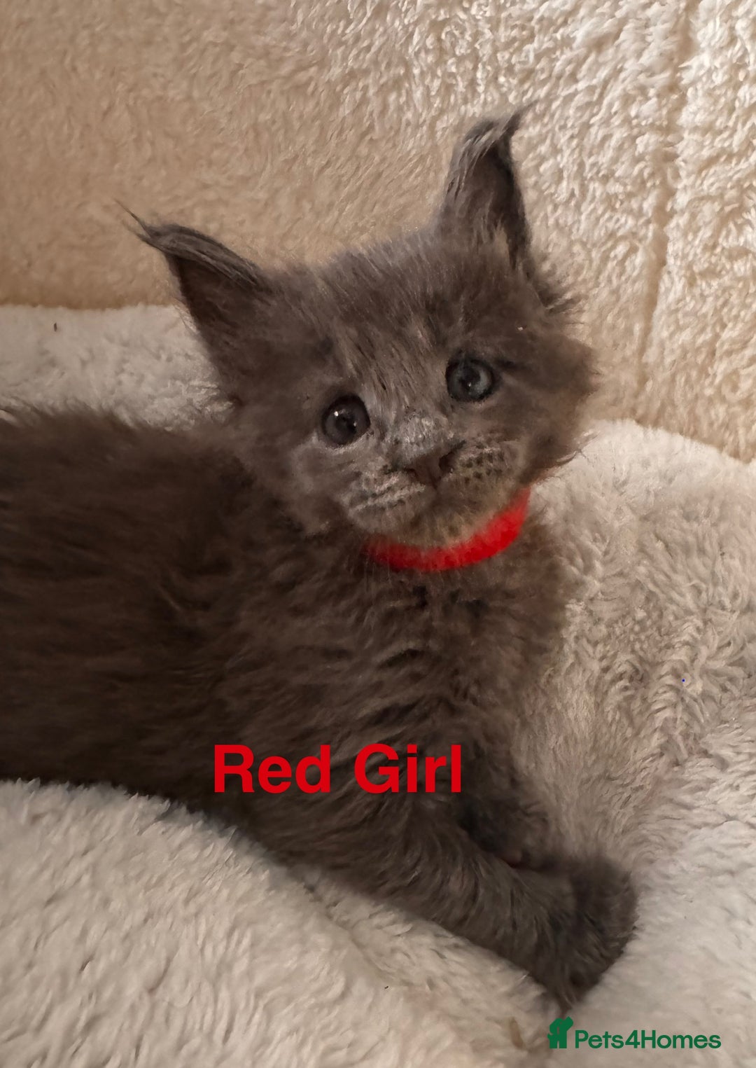 Maine Coon cats for sale: Purebred Blue Maincoon Kittens  - Image 24