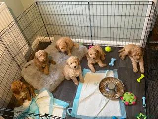 Mixed Breed dogs Adorable Cockapoo x Labradoodle puppies - Advert 15