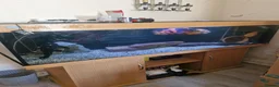 Plecos fish for sale: Mixture Of Fish in Great Yarmouth - Advert 1