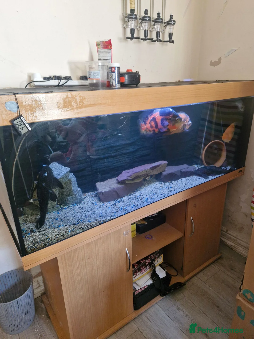 Plecos fish for sale: Mixture Of Fish in Great Yarmouth - Advert 1