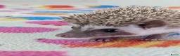 Pygmy Hedgehog rodents for sale: Beautiful Hoglets Ready for 5* Homes - Advert 8