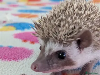 Pygmy Hedgehog rodents Beautiful Hoglets Ready for 5* Homes - Advert 5