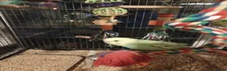 Budgerigars birds for sale: Beautiful baby budgies  - Advert 10