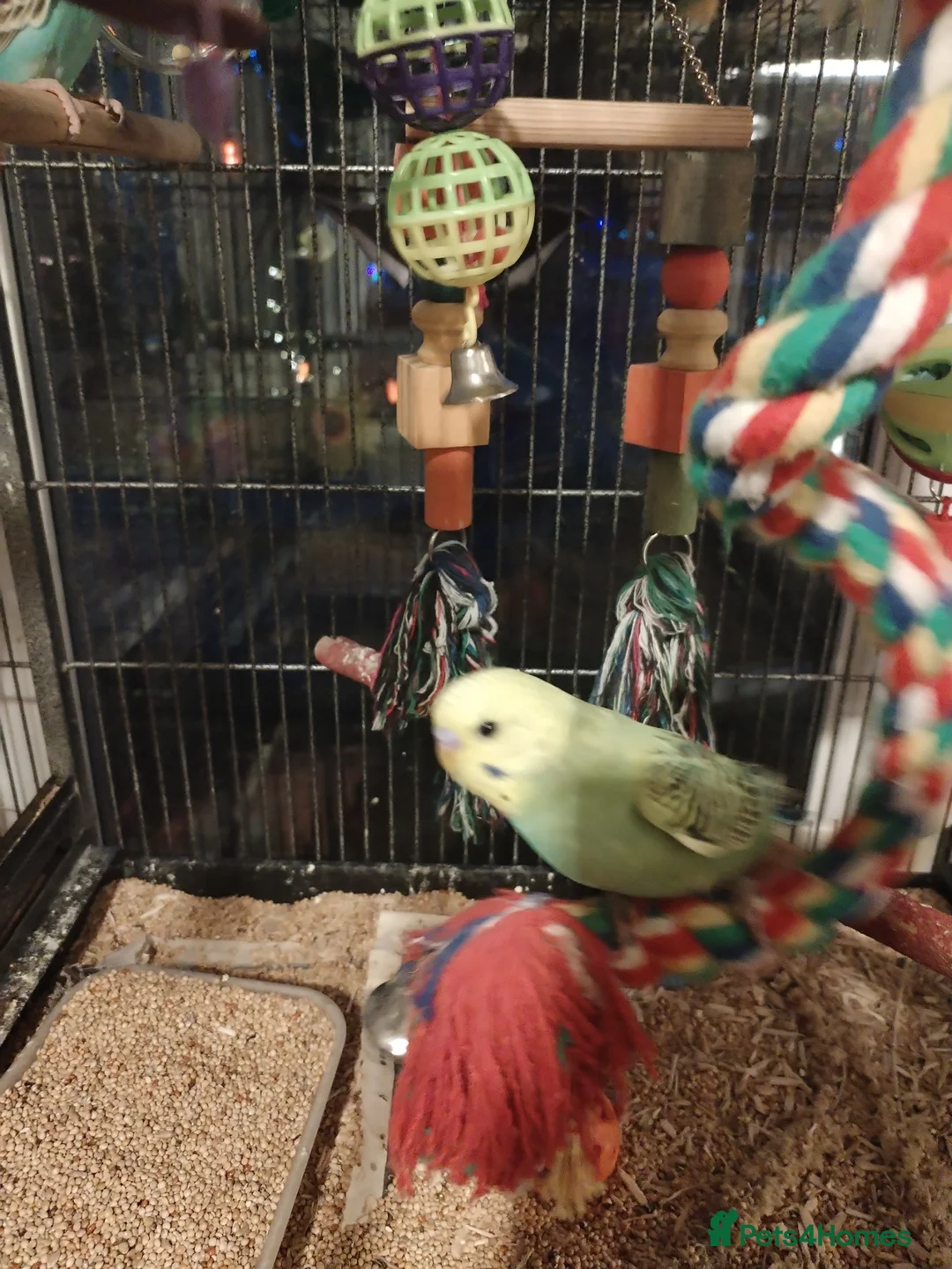 Budgerigars birds for sale: Beautiful baby budgies  - Advert 10