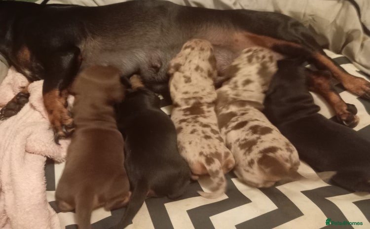 Dachshund dogs - Advert 1