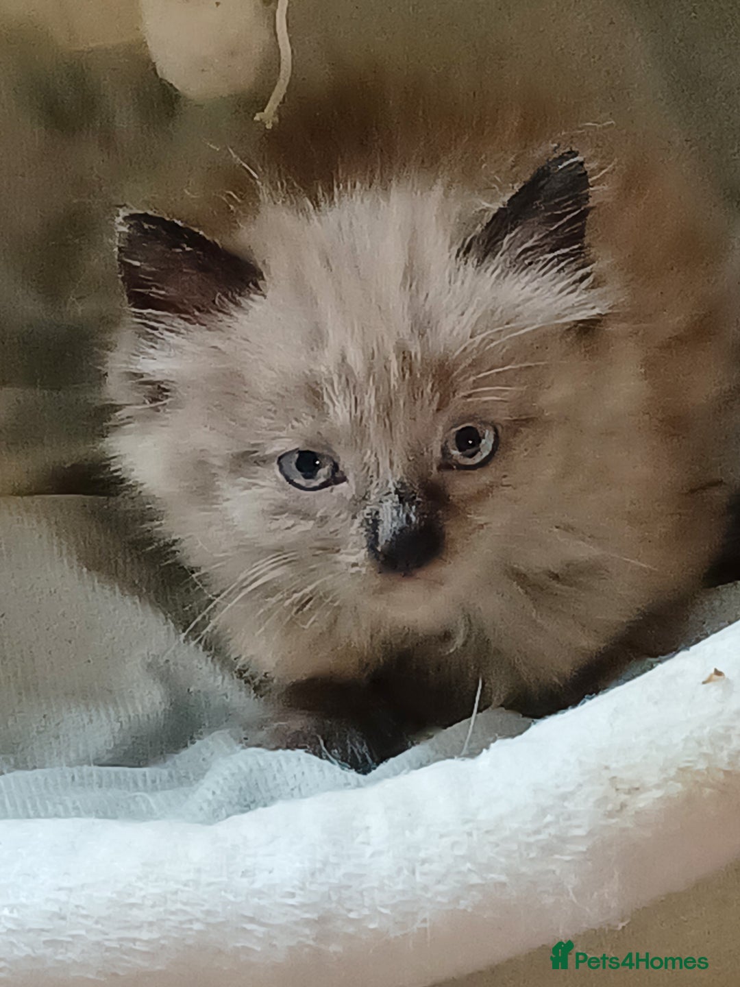 Ragdoll cats for sale: Mink ragdoll kittens - Image 2