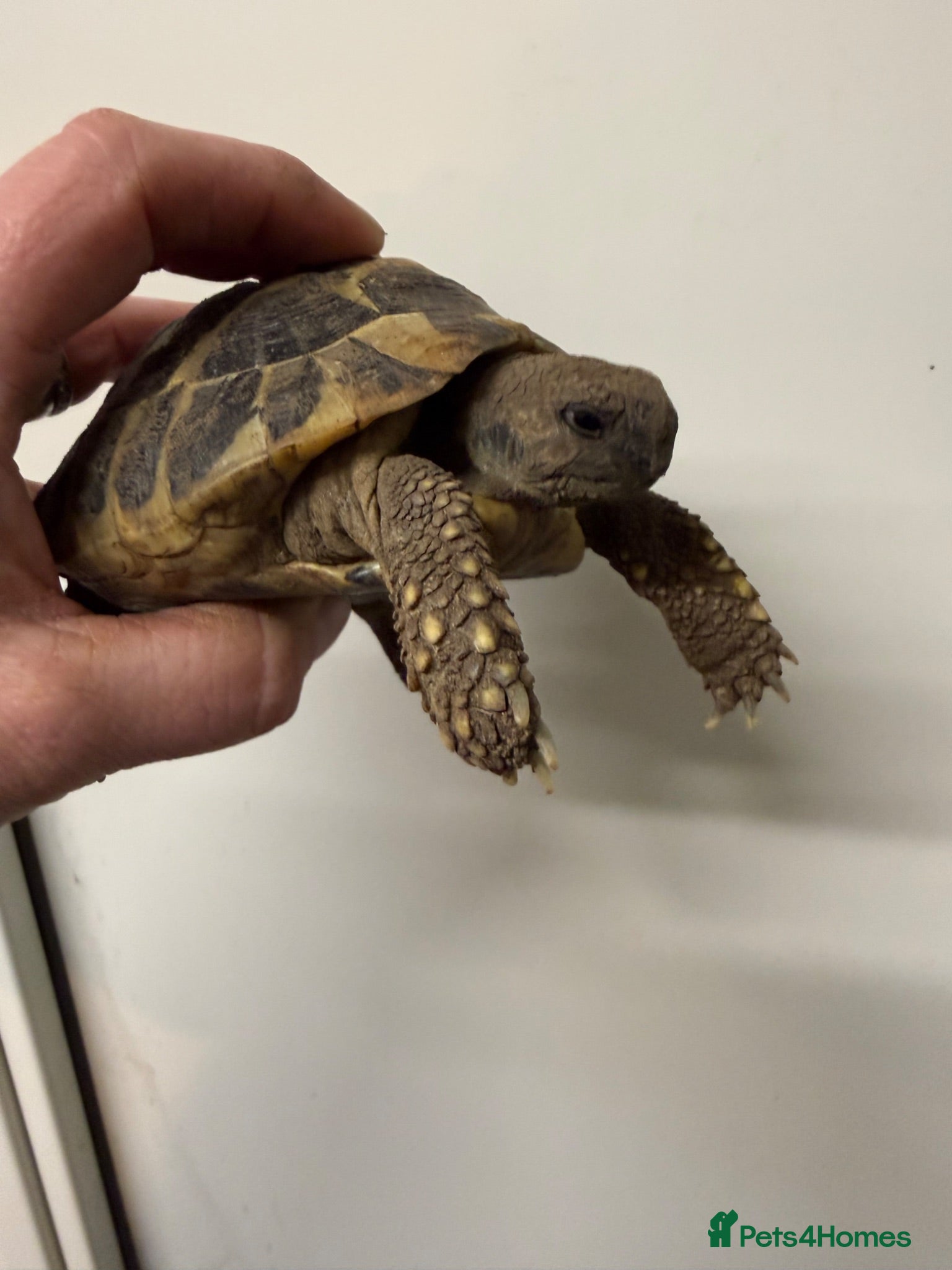Hermann Tortoise reptiles Hermanns tortoise  - Advert 1