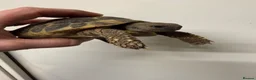 Hermann Tortoise reptiles for sale: Hermanns tortoise  - Advert 1