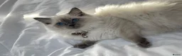 Ragdoll cats for sale: Blue color point pedigree breed ragdoll kitten  - Advert 9