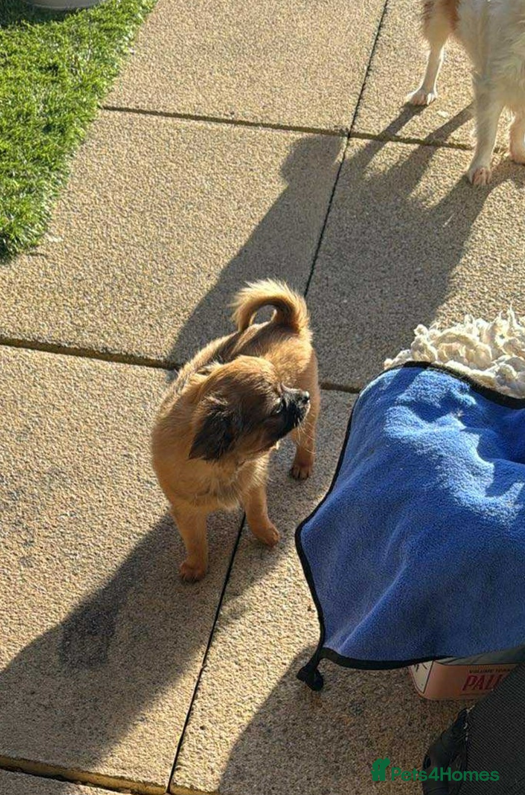 Chihuahua dogs for sale: Chihuahua long coat puppies ...only BOY left - Advert 26