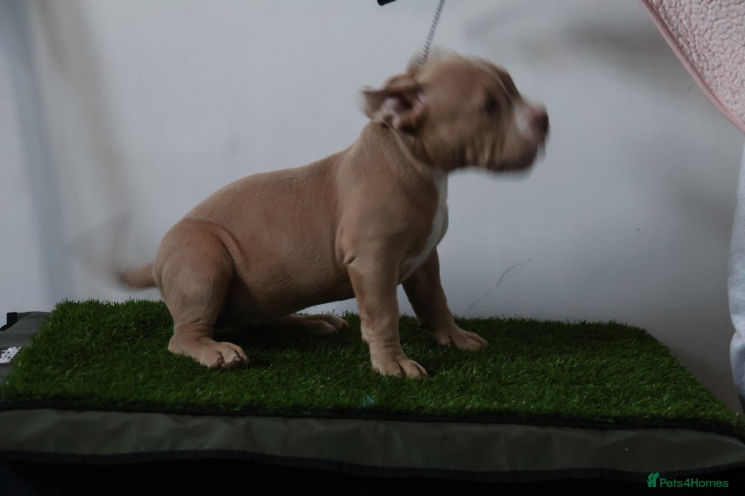 American Bully dogs for sale: Micro American bully puppies  - Advert 18