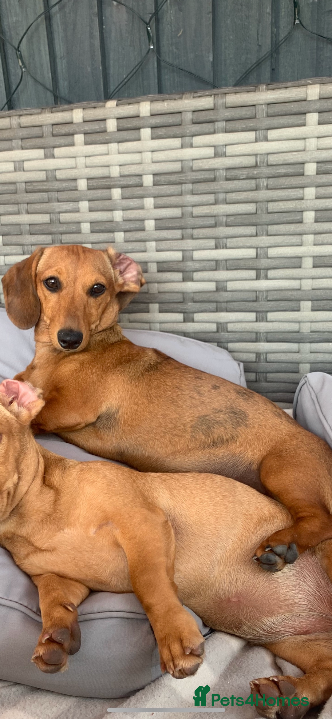 Miniature Dachshund dogs for sale: Miniature dachshund 🐶🩷🩵 - Advert 2