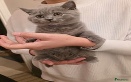 British Shorthair cats for sale: British Shorthair Blue lovely male ready to go - Image 27
