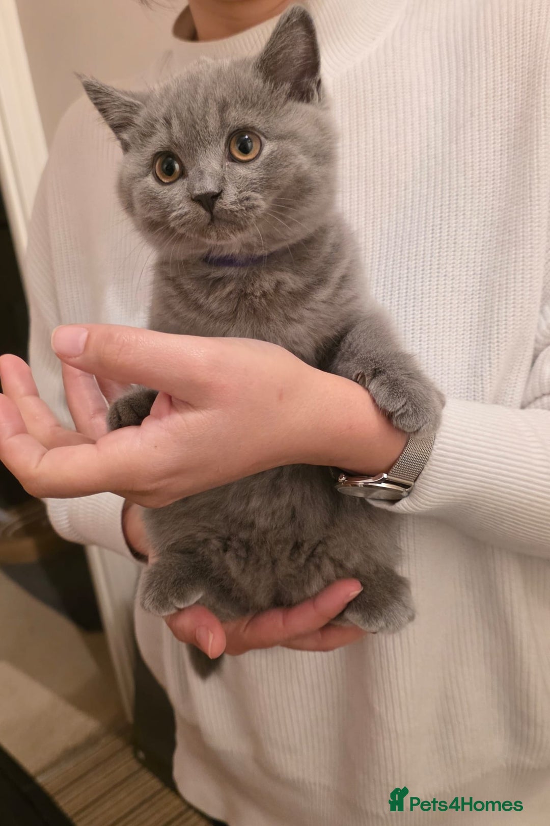 British Shorthair cats for sale: British Shorthair Blue lovely male ready to go - Image 27