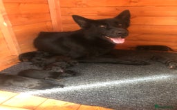 German Shepherd dogs for sale: GERMAN SHEPHERD  - Image 11