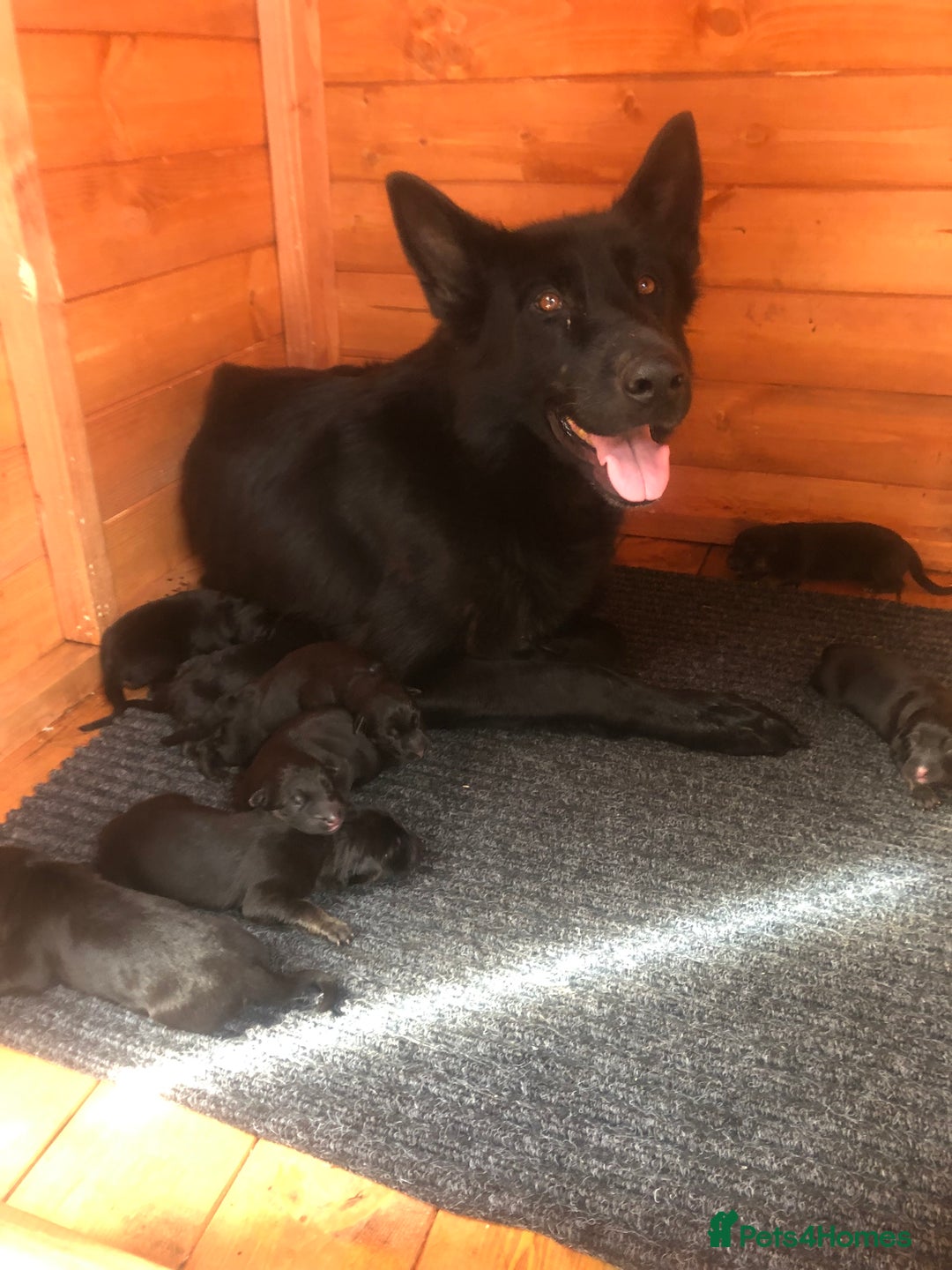 German Shepherd dogs for sale: GERMAN SHEPHERD  - Image 11