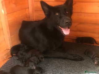 German Shepherd dogs GERMAN SHEPHERD - Advert 7